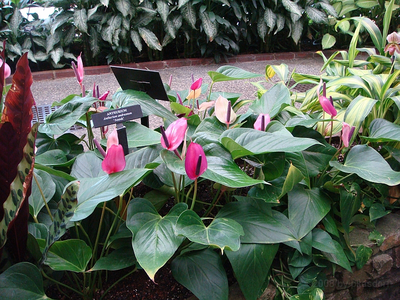 357 Longwood Gardens [2008 August 23].JPG - Longwood Gardens in Pennsylvania